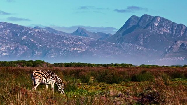 A Zebra grazing on indigenous grasses in a private nature reserve with the Kleinmond mountains of the Western Cape in South Africa in the background