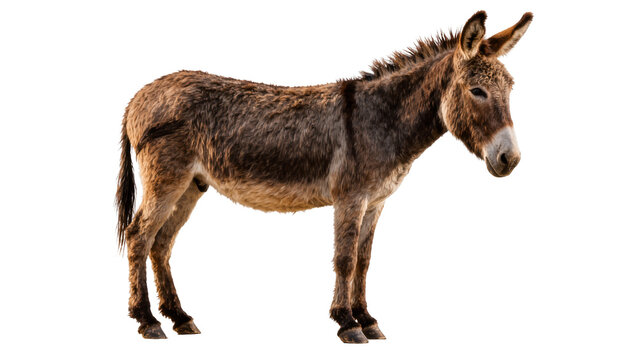 Brown donkey with shaggy fur standing alert, isolated on transparent background