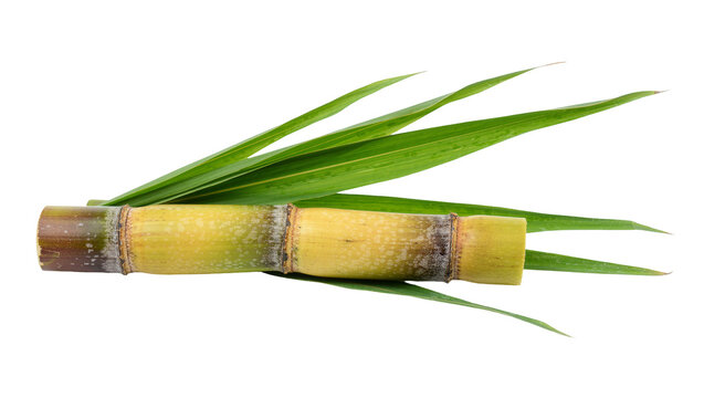 Sugarcane stalk with green leaves, isolated on transparent background