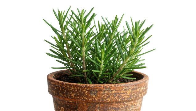 Green rosemary plant in a rustic terracotta pot, isolated on transparent background