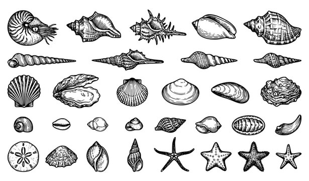 Hand Drawn Seashell and Starfish Black White Ocean Vector Collection