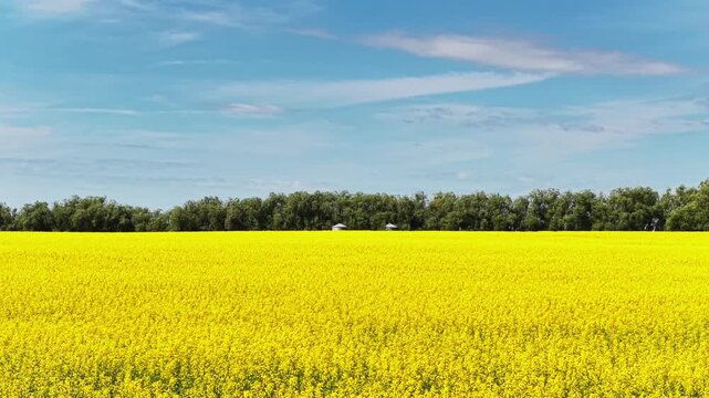 Vibrant yellow rapeseed flowers covering vast prairie farmland with clear tractor tracks stretching into the summer horizon