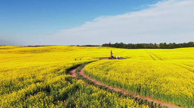 Pumpjack operating amidst golden rapeseed crops and tractor tracks, highlighting Alberta's energy and agriculture industries