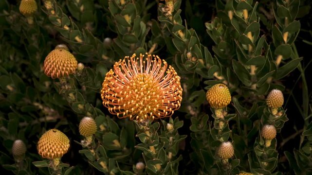 Detailed rotational shot of a bright yellow pincushion protea blooming in the fynbos region in South Africa