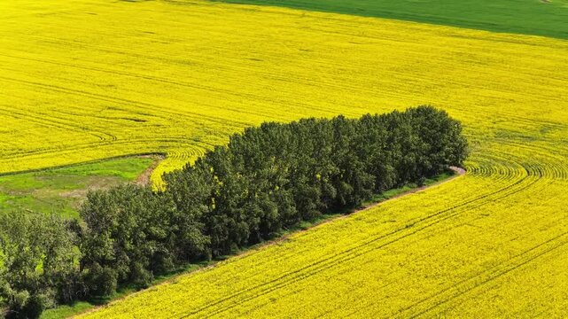 High-angle drone shot capturing bright yellow canola farmland and lush green shelterbelt trees on a sunny summer day
