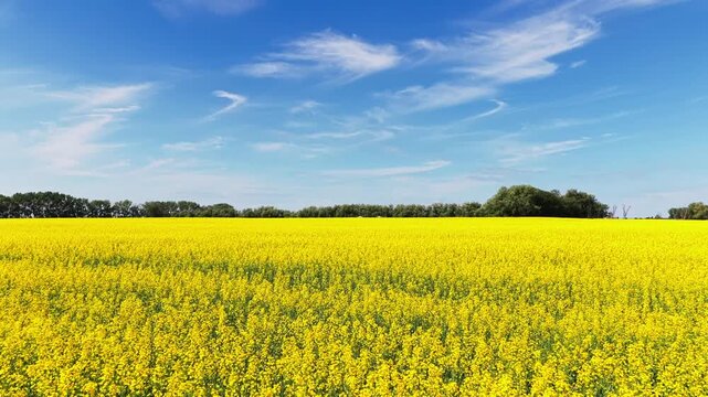 Panoramic agricultural landscape showing a yellow canola field and farm infrastructure beneath a wispy blue sky in rural Alberta