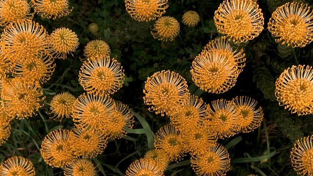 Bright yellow pincushion proteas blooming in spectacular fashion in the fynbos region of South Africa