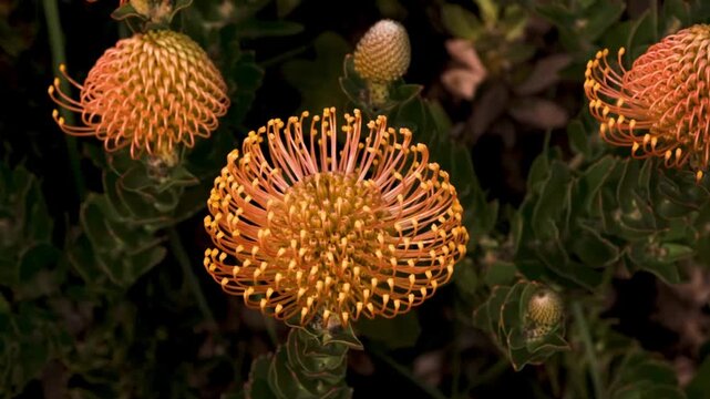 Vivid orange pincushion proteas growing and blooming in the fynbos region of South Africa