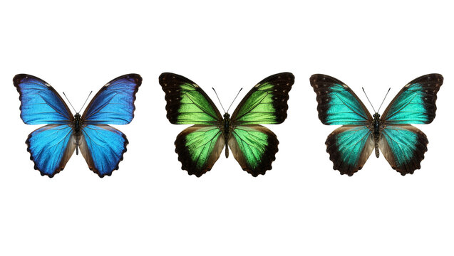 Three colorful butterflies blue green and turquoise, isolated on transparent background