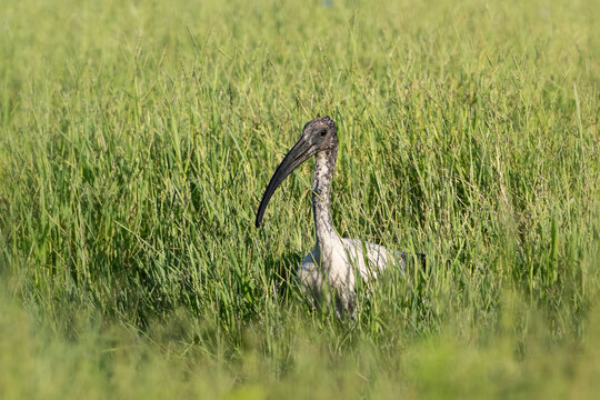 African sacred ibis (Threskiornis aethiopicus) peeks out from a field of tall grass.