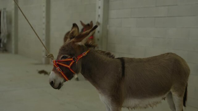 Grey donkey wearing a red and yellow halter stands tethered by a rope in a concrete pen with a second donkey behind at the Feiras Novas fair in Ponte de Lima, Minho, Portugal