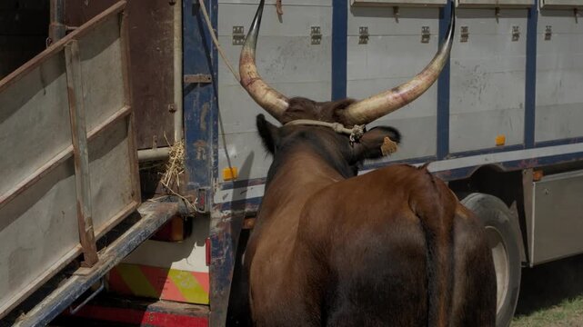 Long horned Barrosa ox on a rope halter waits at the wooden loading ramp of a livestock truck at the Feiras Novas fair in Ponte de Lima, Minho, northern Portugal