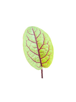 Single fresh baby red veined sorrel leaf isolated on white background top view