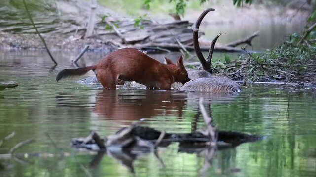 A wild dhole feeding on a deer carcass in a stream at Khao Yai National Park, Thailand, while a monitor lizard scavenges nearby. The wildlife scene captures natural feeding behavior and interaction be