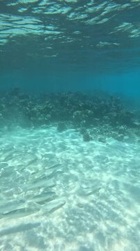 Top View of Leopard Shark Swimming Through Crystal Clear Blue Ocean