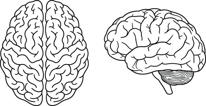 Human brain vector illustration isolated on transparent background showing anatomical top and side views