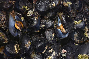 A close up top down view of a full frame pile of freshly cooked black mussels with two open shells revealing the orange meat inside. © nahhan