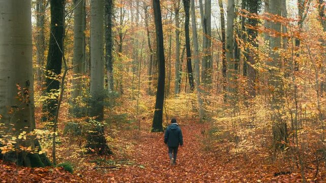 Hiker walking casually in a scenic yellow beech forest in fall. Walking on a path covered with autumn leaves, slow motion. 