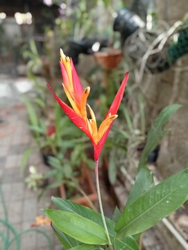 flower in the garden