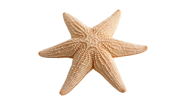 Five-armed beige starfish with textured surface and granular skin details