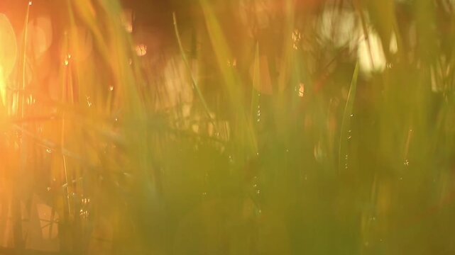 Close-up of dewy grass blades glowing in warm morning sunlight