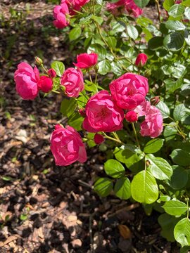2197037927 Strauchrose pink viele Bl&uuml;ten Sommer