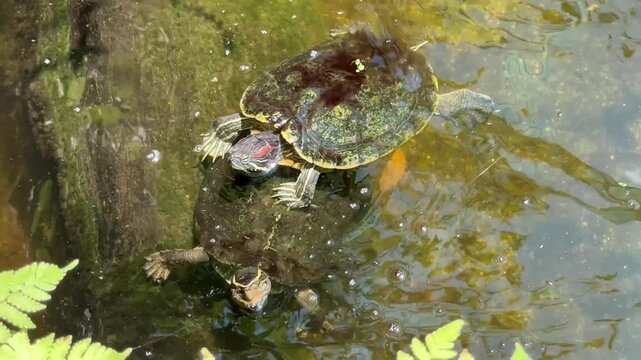 Turtles Bathing in Stone Pools at the Zoo, Basking in the Sun and Eating Leaves, Sea Turtle Shell Detail, Slow-Motion Footage of Live Reptiles