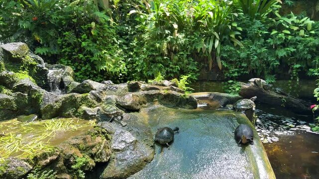 Turtles Bathing in Stone Pools at the Zoo, Basking in the Sun and Eating Leaves, Sea Turtle Shell Detail, Slow-Motion Footage of Live Reptiles