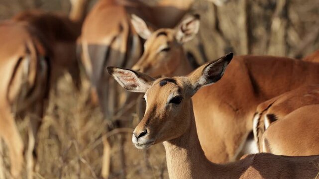  A herd of impala gathering in golden light