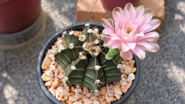 Pink Cactus Flower in a Pebble-Filled Pot Viewed from Above