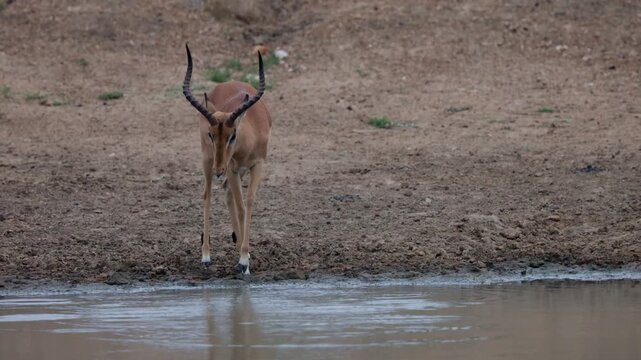  An impala ram making a splash at the waterhole