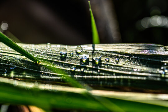 Dew drops on green grass blade macro close-up