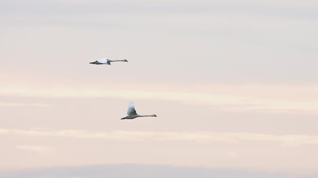Whooper swans swim on a pond and fly low above the water at sunrise with their natural behavior captured in slow motion