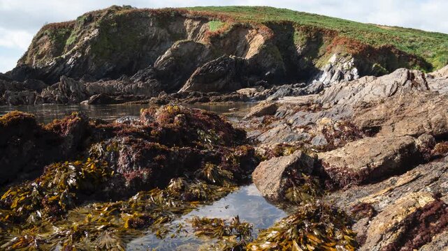 Timelapse of tide going out in a rocky Cornish cove, revealing seaweed covered rocks, Coombe Beach near Fowey, Cornwall UK