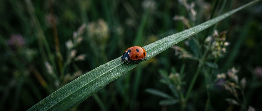 Red ladybug walking on green grass leaf in nature macro shot