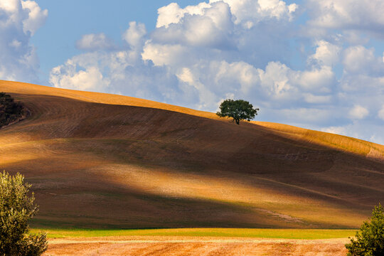 Paysage vallonn&eacute; en Toscane avec un arbre solitaire