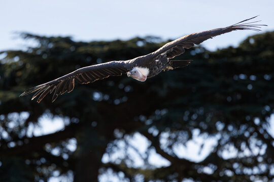 Vautour fauve en plein vol, photographi&eacute; de face avec les ailes largement d&eacute;ploy&eacute;es.