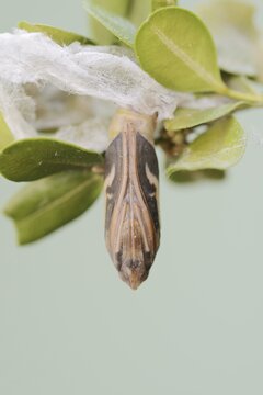 Box tree moth (Cydalima perspectalis), pupa on box tree (Buxus sempervirens), North Rhine-Westphalia, GermanyOn weathered wood