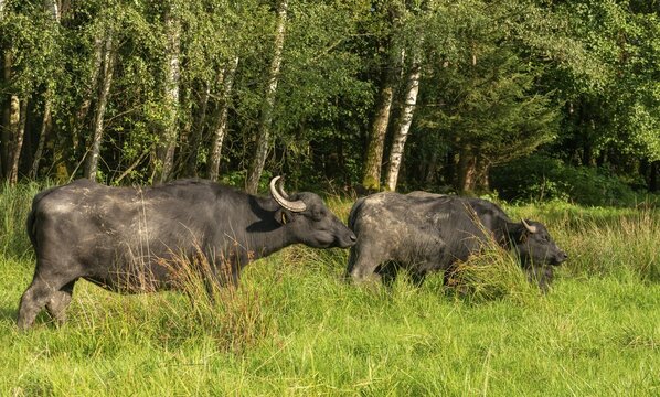 Bavaria, Bubalus Arnee, Even-t&ouml;d Ungulate, Upper Palatinate, Paarhufer, Tirschenreuth, Waldnaab, Waldnaabaue, water buffalo, wild willows Waldnaabaue, extensive grazing, mammals, mammals