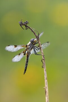 Four-spotted dragonfly (Libellula quadrimaculata), Ahlhorn, Lower Saxony, Germany