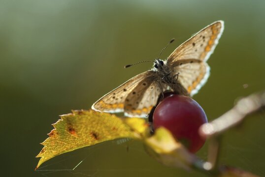 Common blue, common blue, crested blue, polyommatus icarus, blue, butterfly, female, insects, butterfly, butterflies, butterflies, female