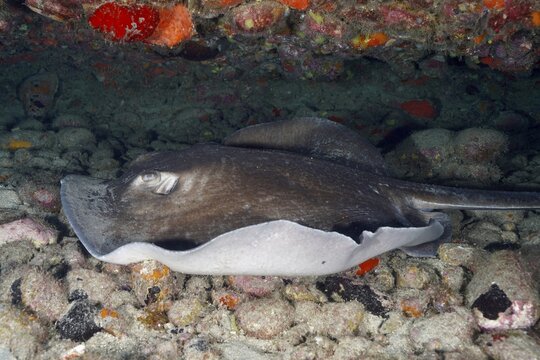 A round stingray (Taeniura grabata) lies on a rocky seabed, surrounded by colourful sea sponges, at the Pasito Blanco Reef dive site, Arguinegu&iacute;n, Gran Canaria, Spain, Atlantic Ocean