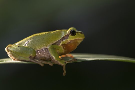 European tree frog, hyla arborea, tree frog, amphibians, amphibians, amphibians