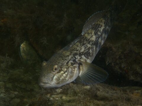 A goby with striking fins, the black goby (Gobius niger), lies on a dark seabed at the Margareta af V&auml;t&ouml; wreck dive site, Konabbsfj&auml;rden, Nyn&auml;shamn, Stockholm, Sweden