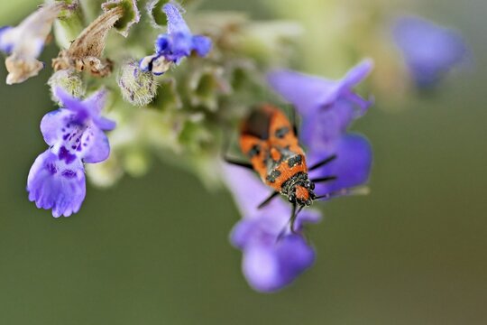 Cinnamon bug (Corizus hyoscyami) on a catmint (Nepeta faassenii) flower, Meienberg, Canton of Aargau, Switzerland