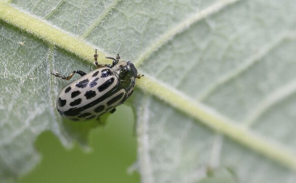 Leaf beetle, chrysomela 20-punctata, chrysomela vigintipunctata, coccinella 20-punctata, spotted willow leaf beetle, melasoma vigintipunctatum, willow leaf beetle, beetle, coleoptera, insects, beetles, spotted willow leaf beetle