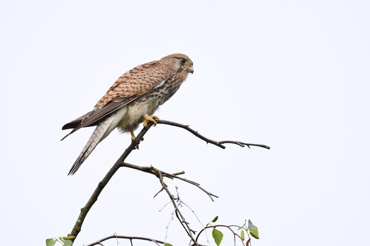 Kestrel (Falco tinnunculus), female, North Rhine-Westphalia, Germany
