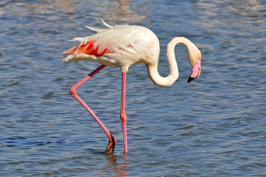 A solitary flamingo, the greater flamingo (Phoenicopterus roseus), stands in the water, its elegant pink plumage glistening in the light, Camargue, Provence, France