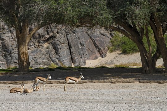 Angolan springboks (Antidorcas angolensis) in the Hoanib dry river, Kaokoveld, Kunene region, Namibia