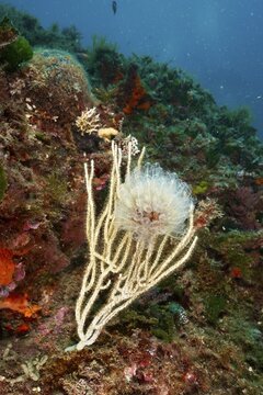 Translucent Sea squirt (Clavelina Dellavallei) on white gorgonian (Eunicella singularis) . Dive site Marine reserve Cap de Creus, Rosas, Costa Brava, Spain, Mediterranean Sea